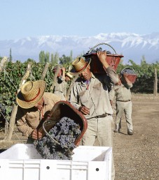 2011_VIINI2_Mendoza_Malbec_huippupari