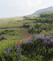 2011_VIINI3_Biodynaamisesti_Alsacessa