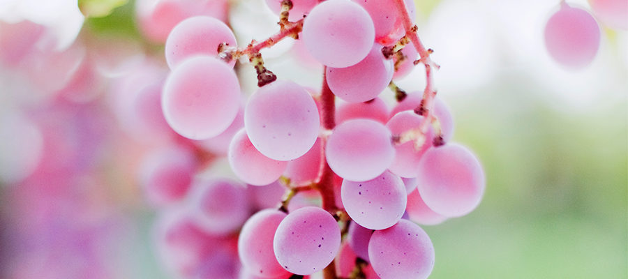 Japani Koshu-rypäle ja koshu-viini. Koshu on japanin oma rypälelajike