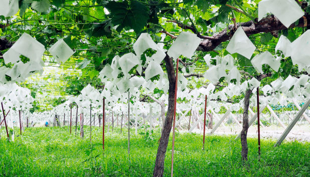 Japani matkalla viinimaaksi viininviljely