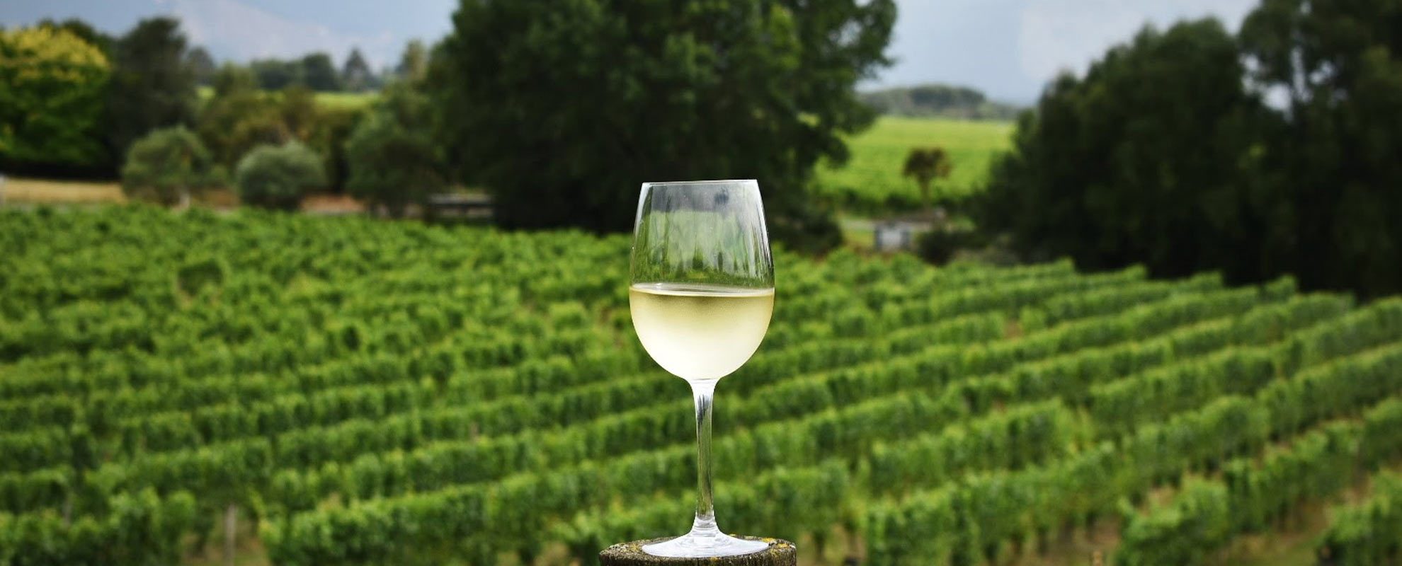 Sauvignon blanc