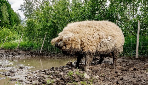 mangalitza villasika