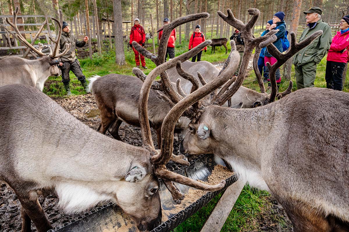 Kotimaanmatkailua Pohjoisessa Ruskamatka Lappiin Viinilehti