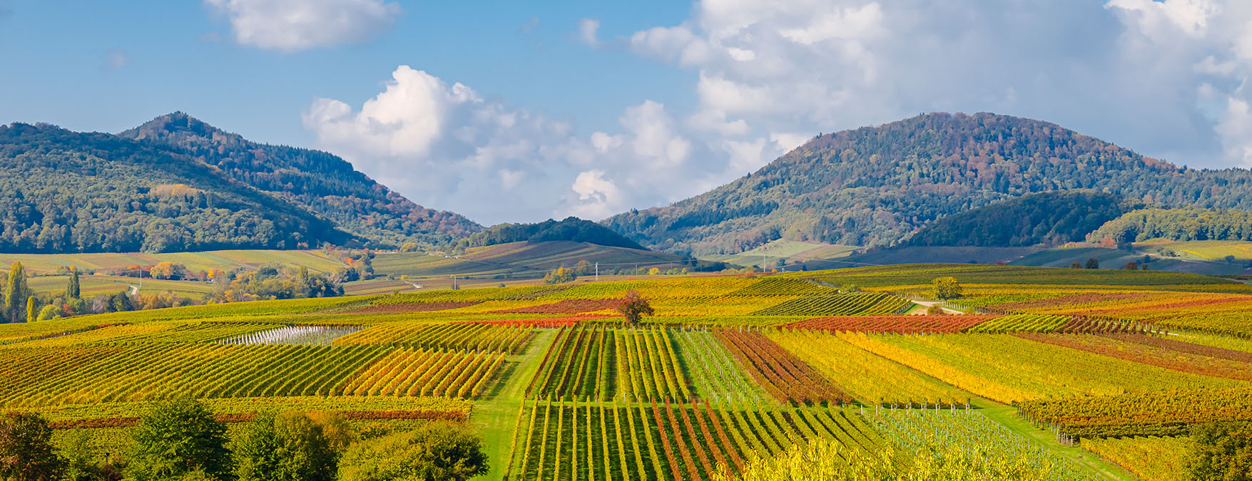 Kuva: Pfalzilaiset viinit - ShutterStock