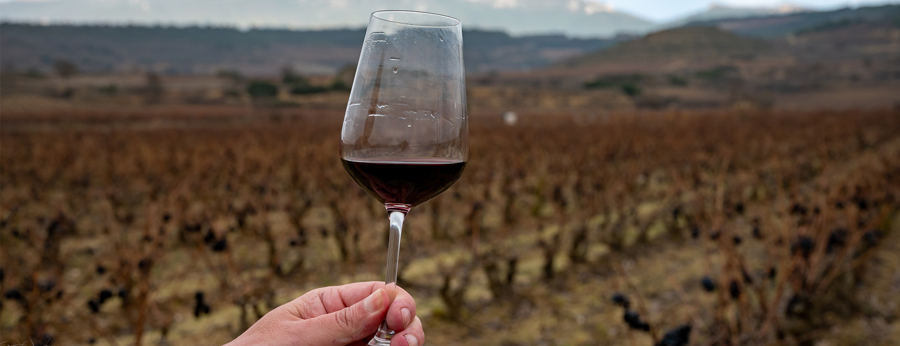 Kuva: Tempranillo - ShutterStock