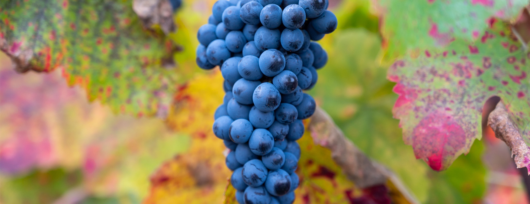 Kuva: Touriga Nacional - ShutterStock