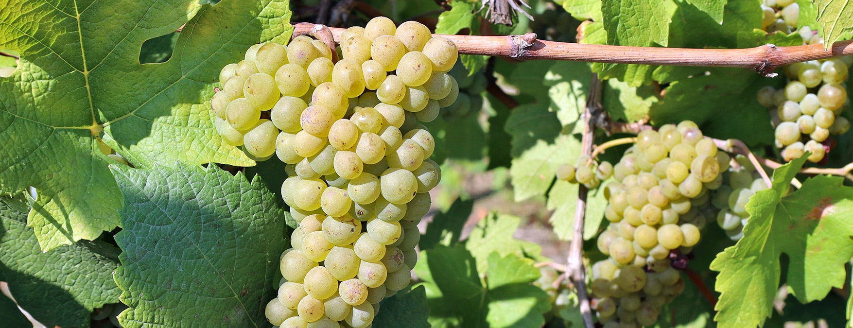 Kuva: Pinot Blanc - ShutterStock