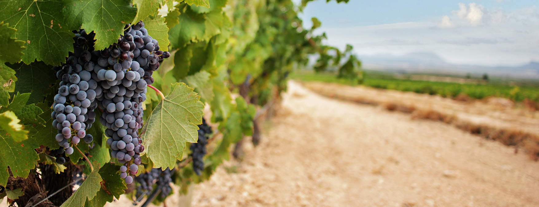 Kuva: Monastrell - ShutterStock