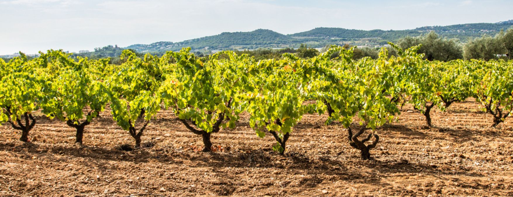 Kuva: Katalonian valkoviinit - ShutterStock