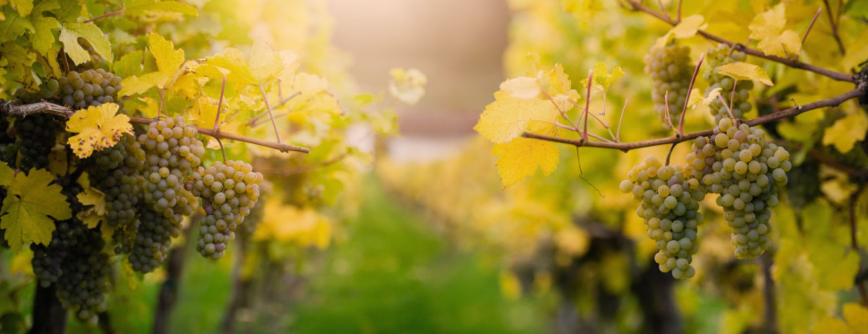 Kuva: Cortese - ShutterStock