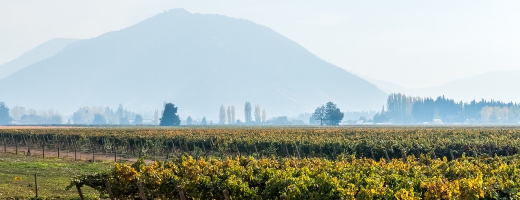 Kuva: Valle Central valkoviinit - ShutterStock