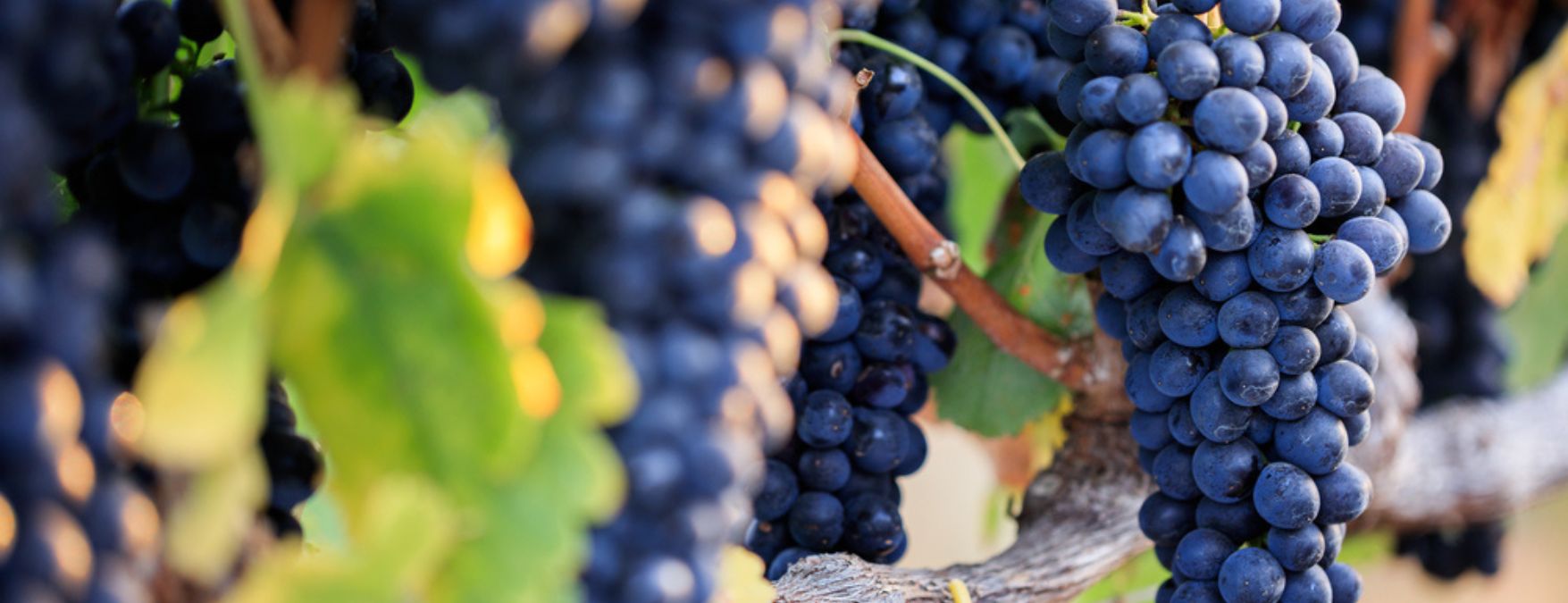 Kuva: Nero d’Avola - ShutterStock