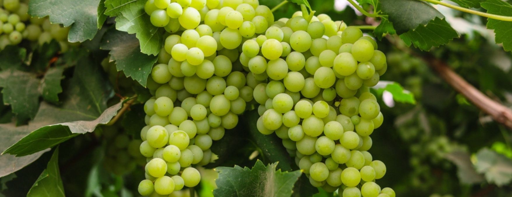 Kuva: Muscat Blanc à Petits Grains - ShutterStock