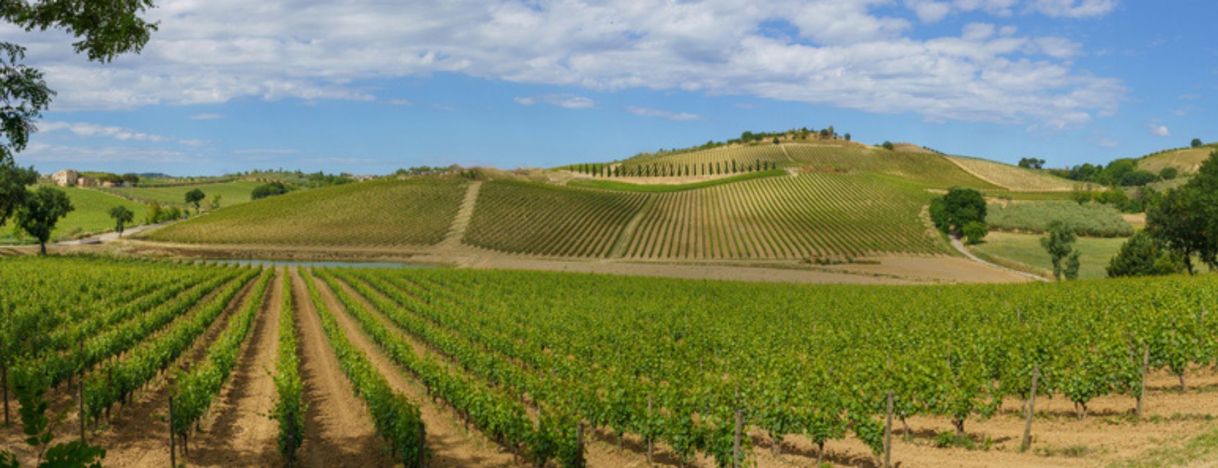 Kuva: Abruzzon viinit - ShutterStock