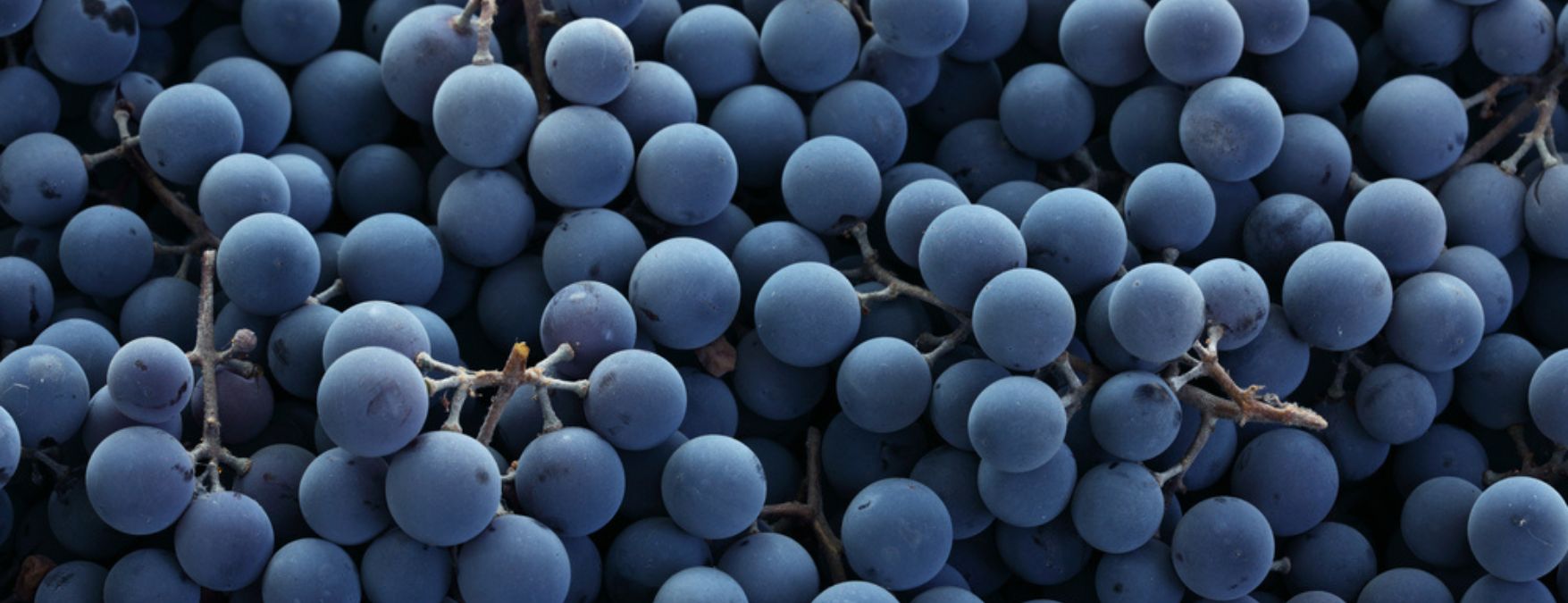 Kuva: Corvinone - ShutterStock
