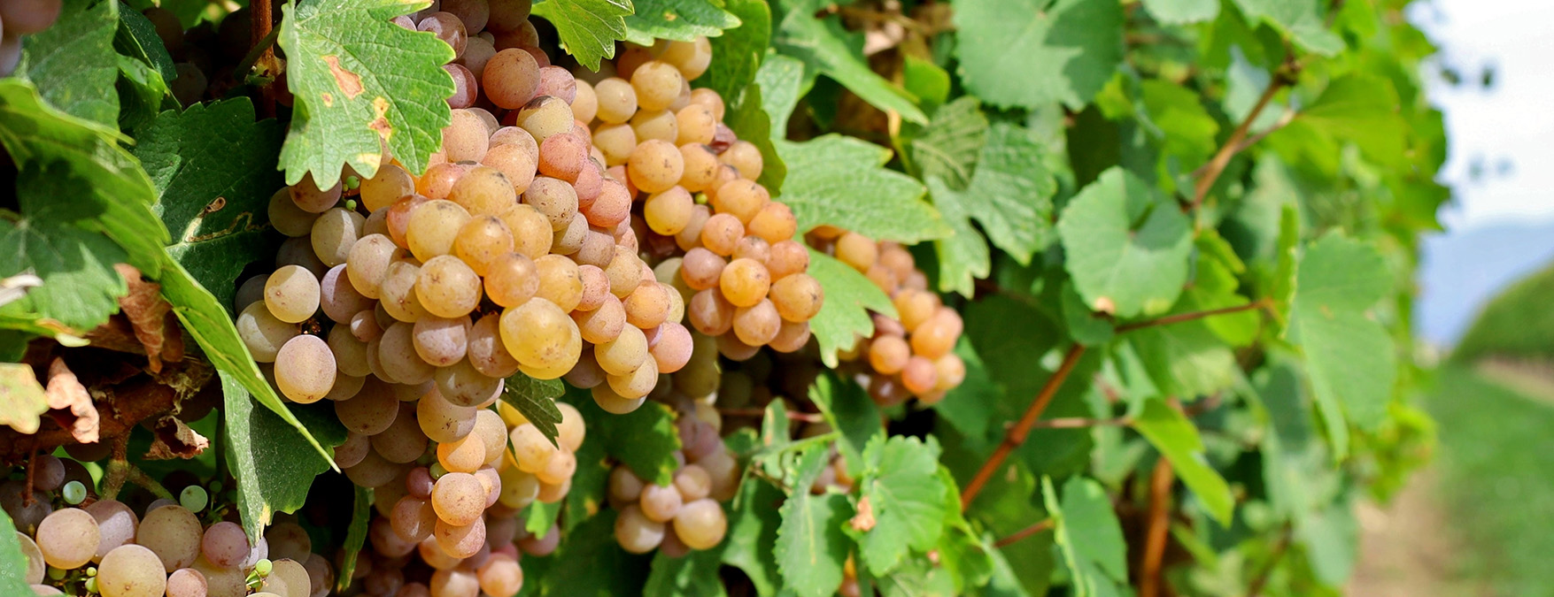 Kuva: Pinot Gris - ShutterStock