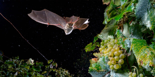 Lepakot viinitarhoilla