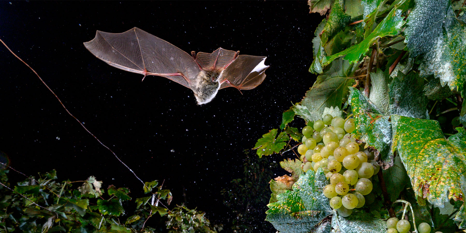 Lepakot viinitarhoilla