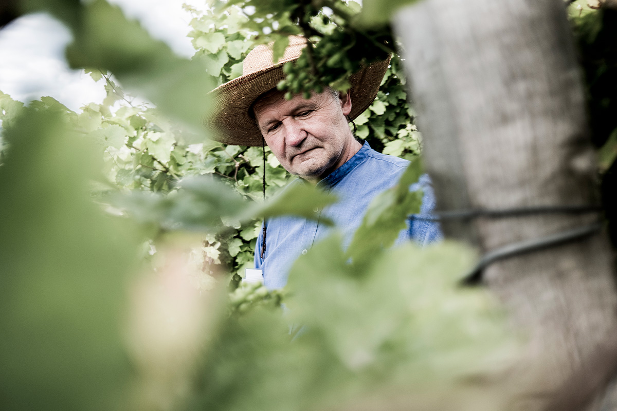Luomuviininviljelyn professori Manfred Stoll viljelee "maailman kalleinta viinitarhaa".
